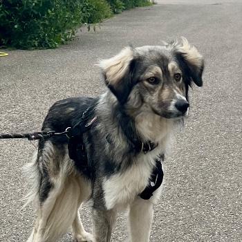 Lubo