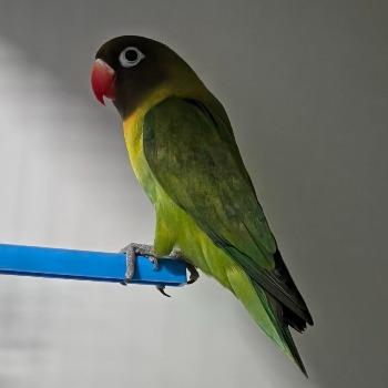 Kibbeling
