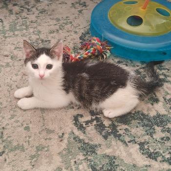 Lola