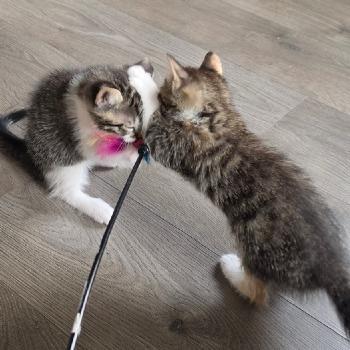 Joeri en Janneke