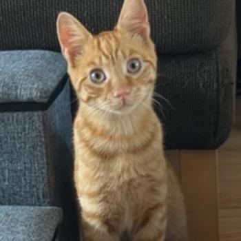 Timo