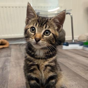 Ollie