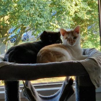 Batman & Flox
