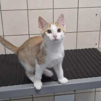Kitten-3846