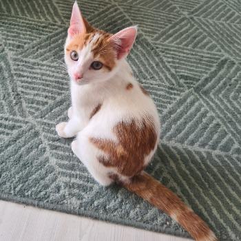 Ginger