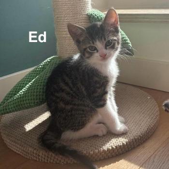 Ed 15729