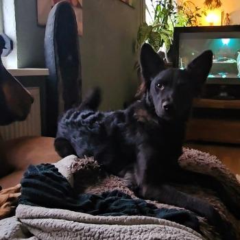 Laika en Cloi