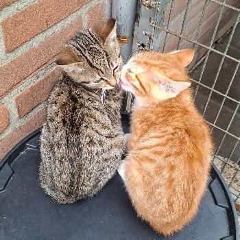 Pim & Pom