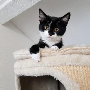 Pip