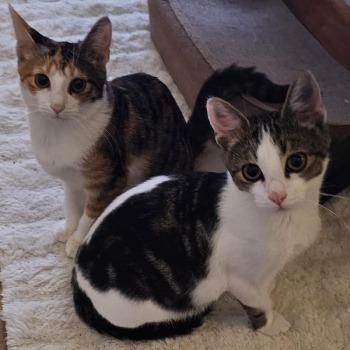 Casper & LaRosa (duo)