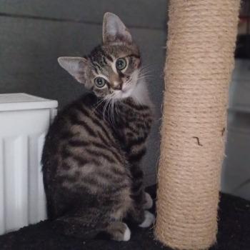 Kitten Odin