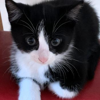 Elliot
