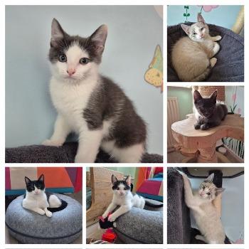 Amelie en haar kittens