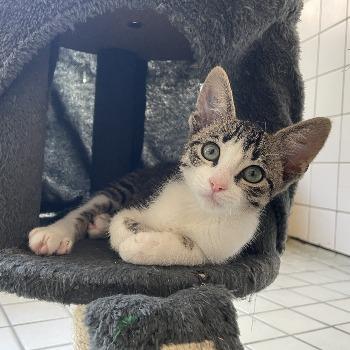 Kitten-3845