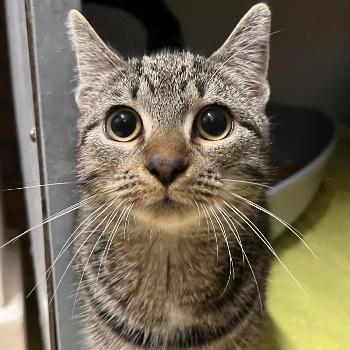 Kitten Alida 