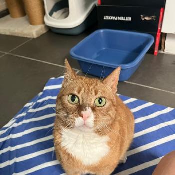 Tino