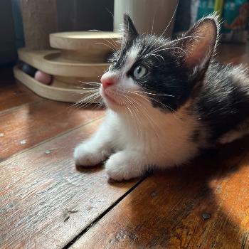 Simba