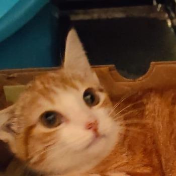 Kitten Marie
