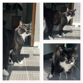 Ciro (FIV POSITIEF)