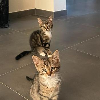 Kittens Chanel en Minnie