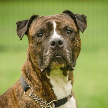 Tyson