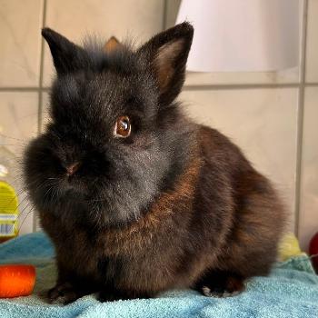 Blackie