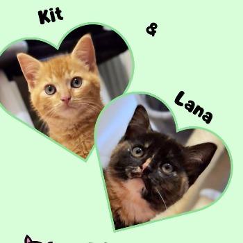 Kit en Lana