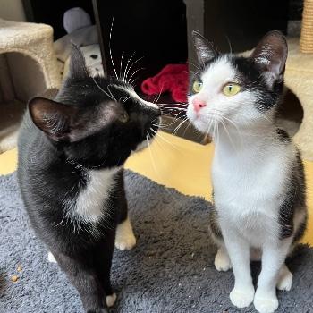 Superieur & Tuva