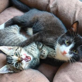 Morris & Midas
