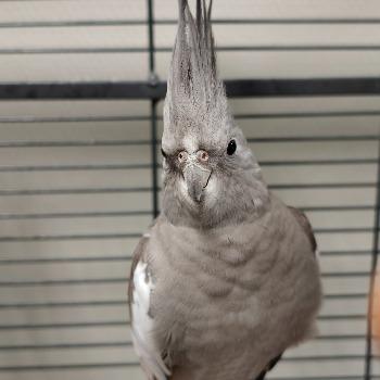 Pipi