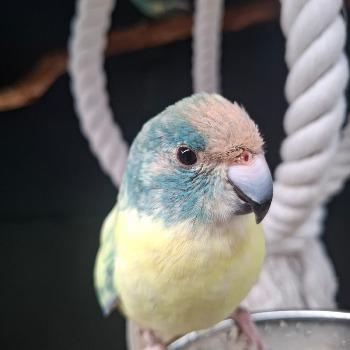kakarikis