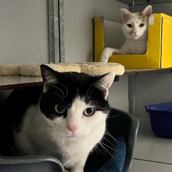 Nona en Simba