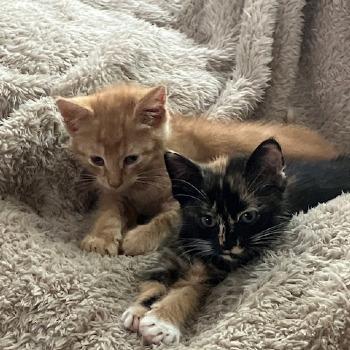 Simba (15950) en Hazel (15955)