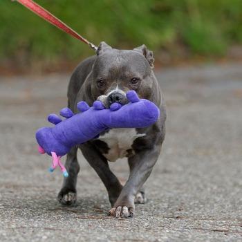 Tequila