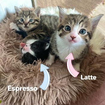 Latte & Espresso