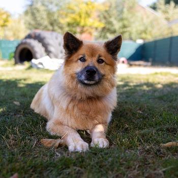 Sammy