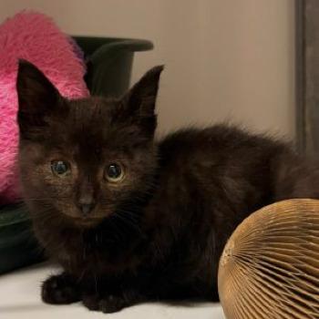 Pip