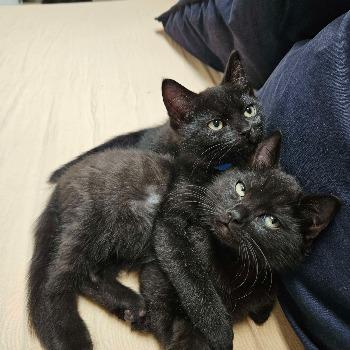Zorro & Nero
