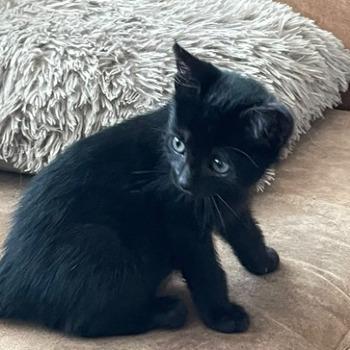 Pablo