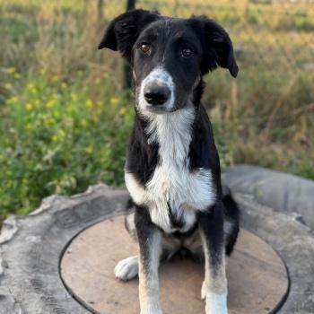 Foto van Coco