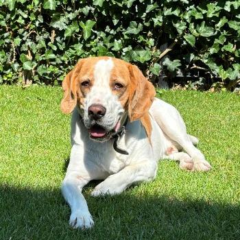Bodi (Sh7309)
