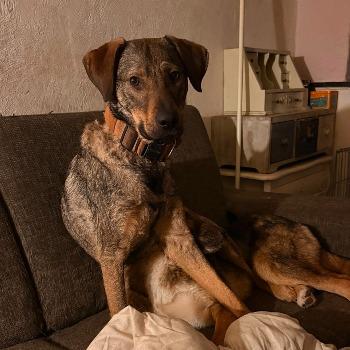 Boris