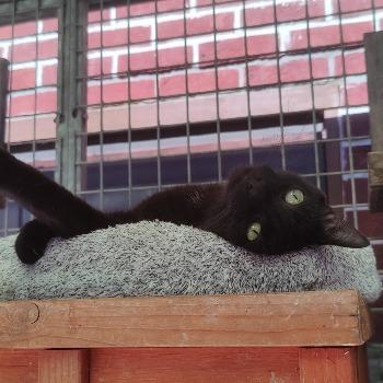 Zwarte katten