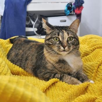 Felisa