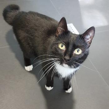 Coco