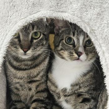 Wiep en Whiskers