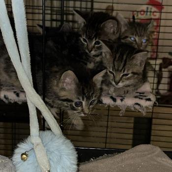 Kittens Tatti, Nymke, Nieke en Nandi