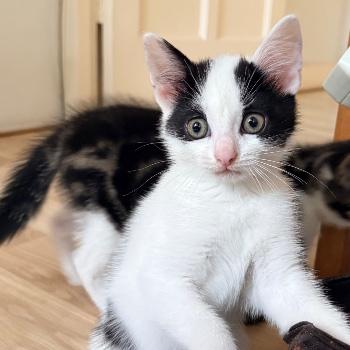 Zoe 