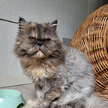 Ivy(poes), Kiki(poes), Simba(kater)