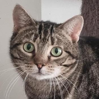 Zinzi